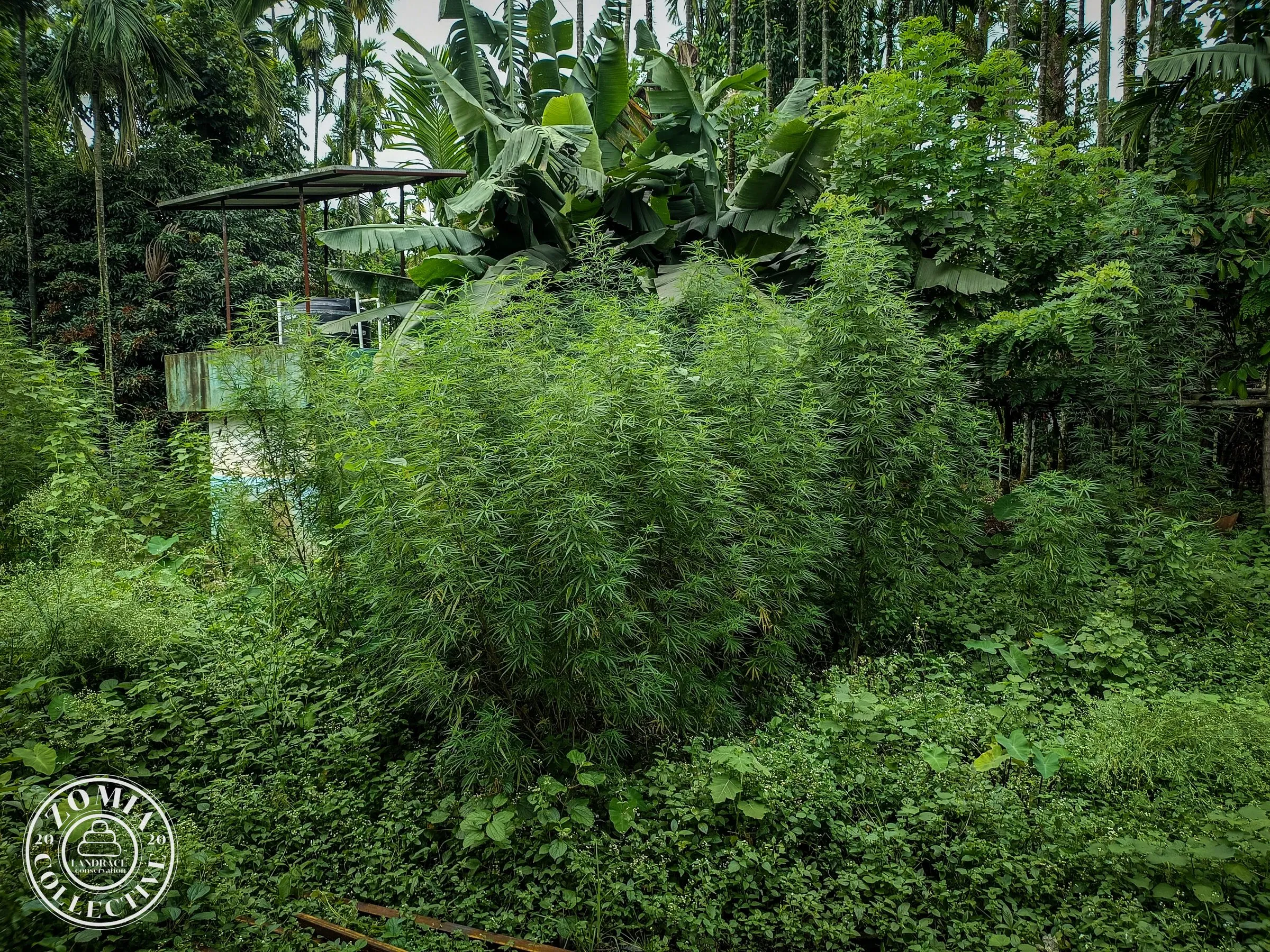 Looksan Domesticate Landrace Cannabis population