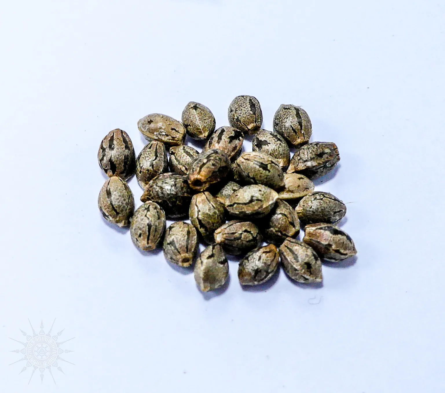 Khiriwong Seeds