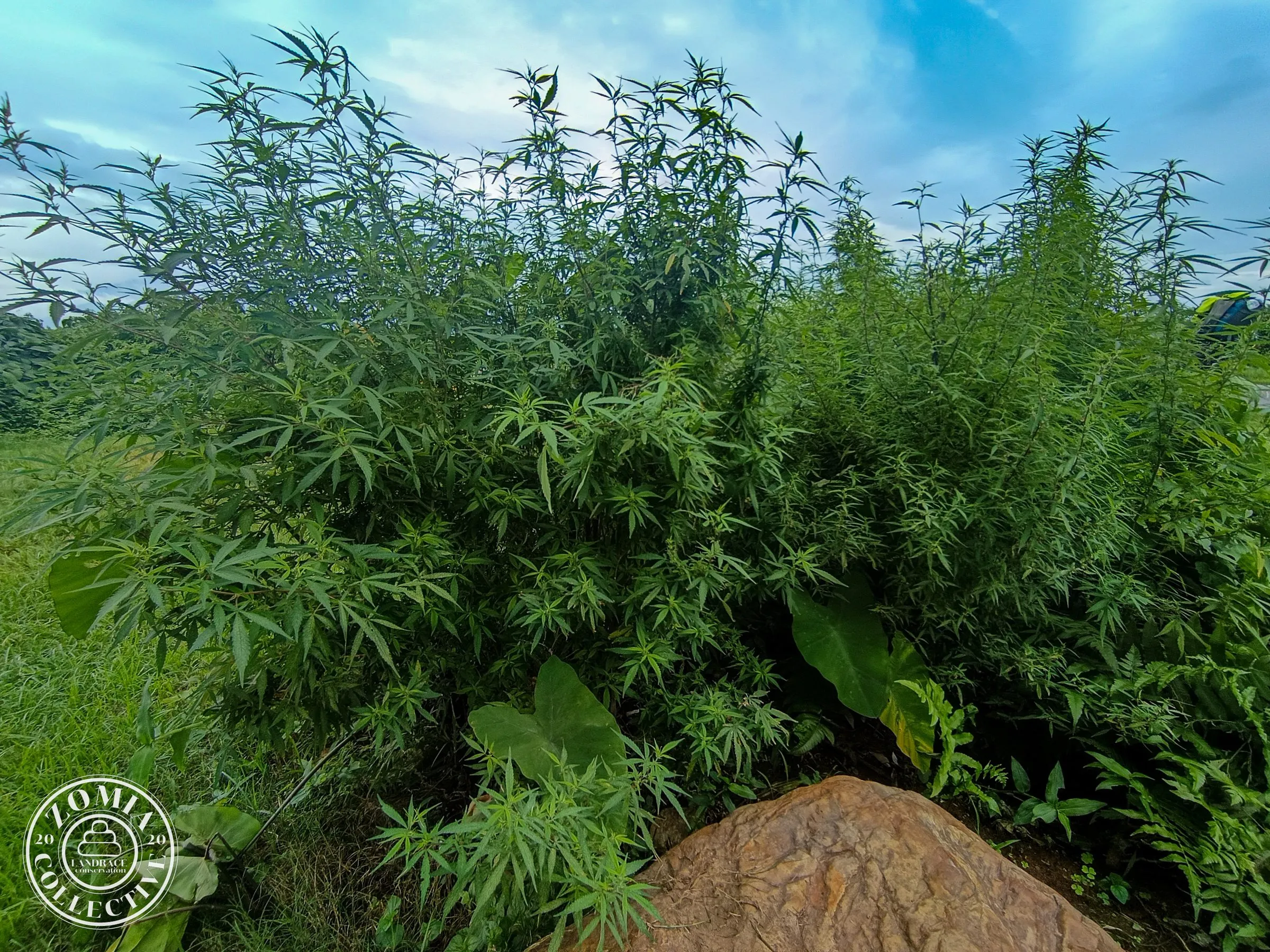 Deana Feral Cannabis General Population Accession #1(https://www.zomiacollective.com/blog/hashtags/1)