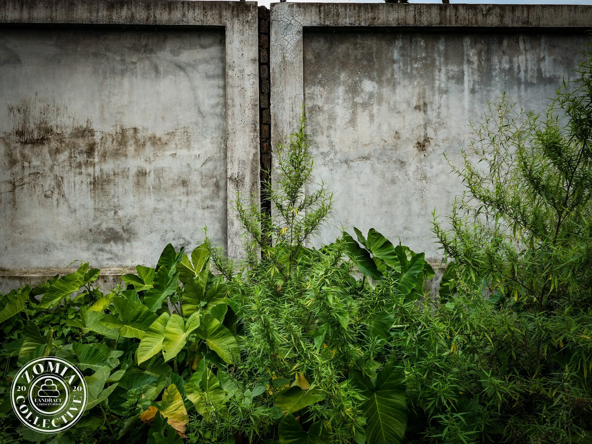 Haldibari Feral Accession #2(https://www.zomiacollective.com/blog/hashtags/2)
