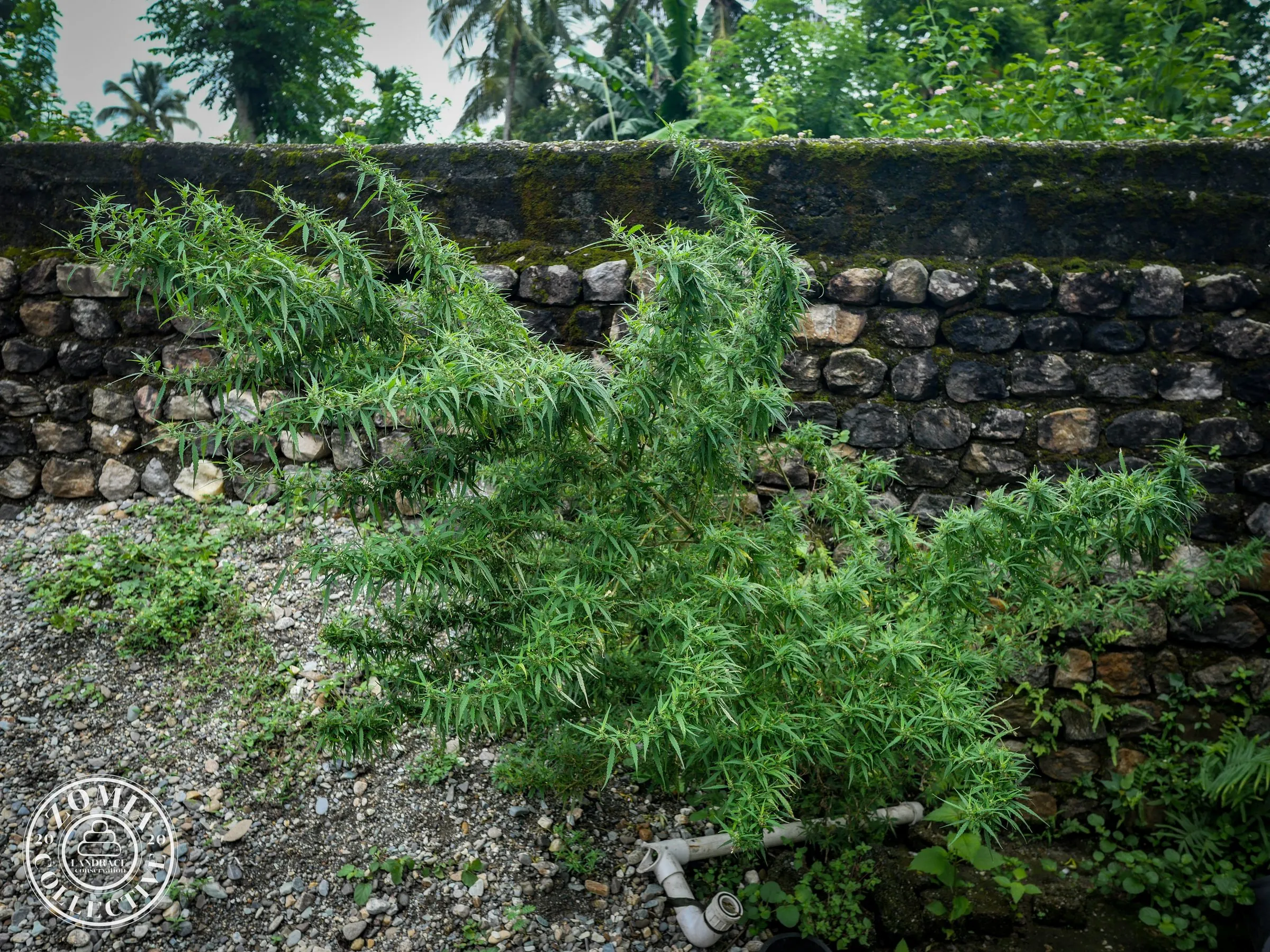 Sukhanibasti Feral Cannabis Accession #1(https://www.zomiacollective.com/blog/hashtags/1)