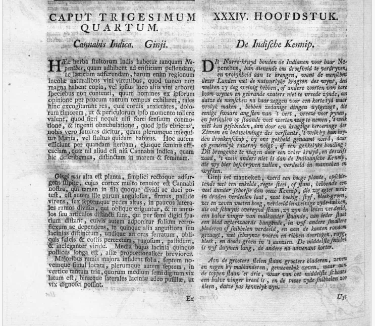 First page of Rumphius’ entry on Cannabis Indica (Ginji)
