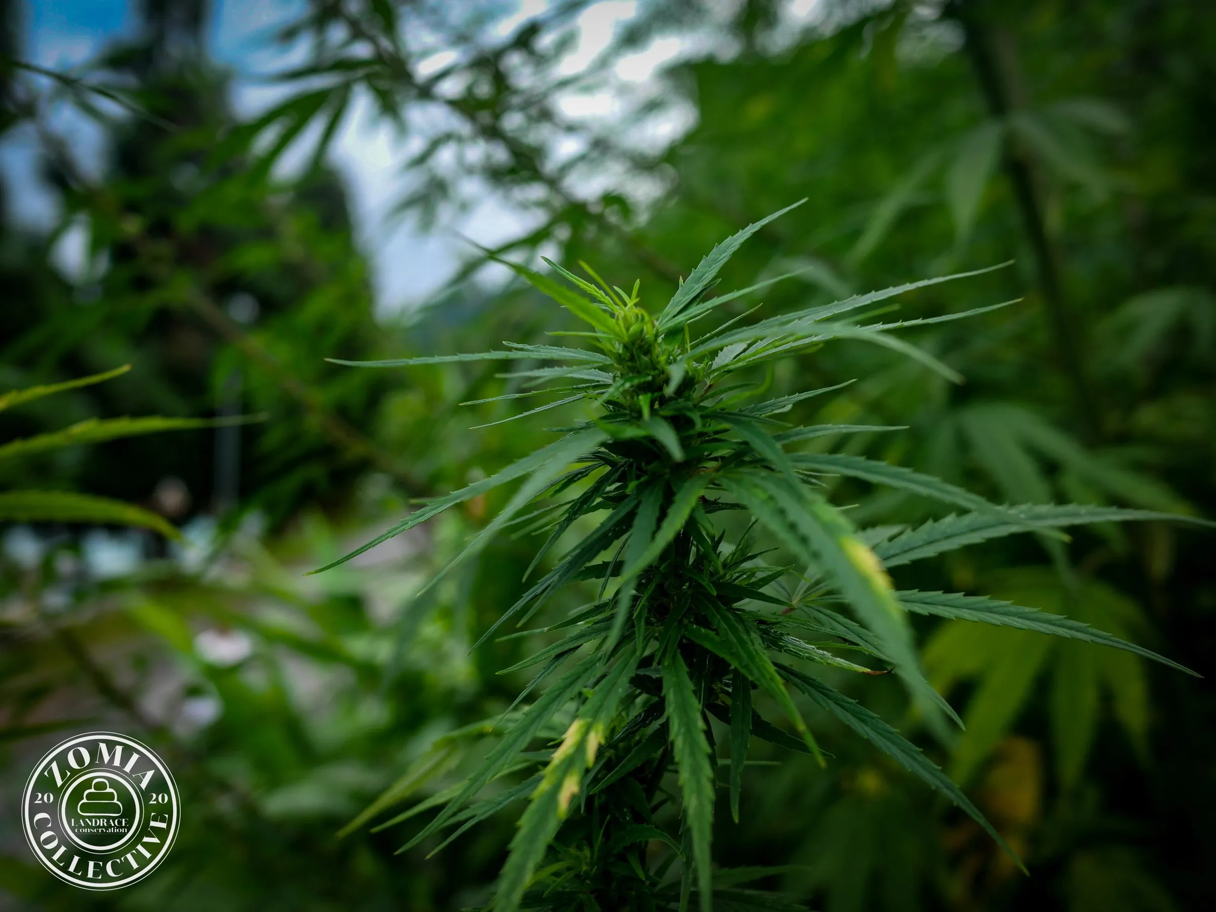 Suruk Village Domesticate Landrace Cannabis