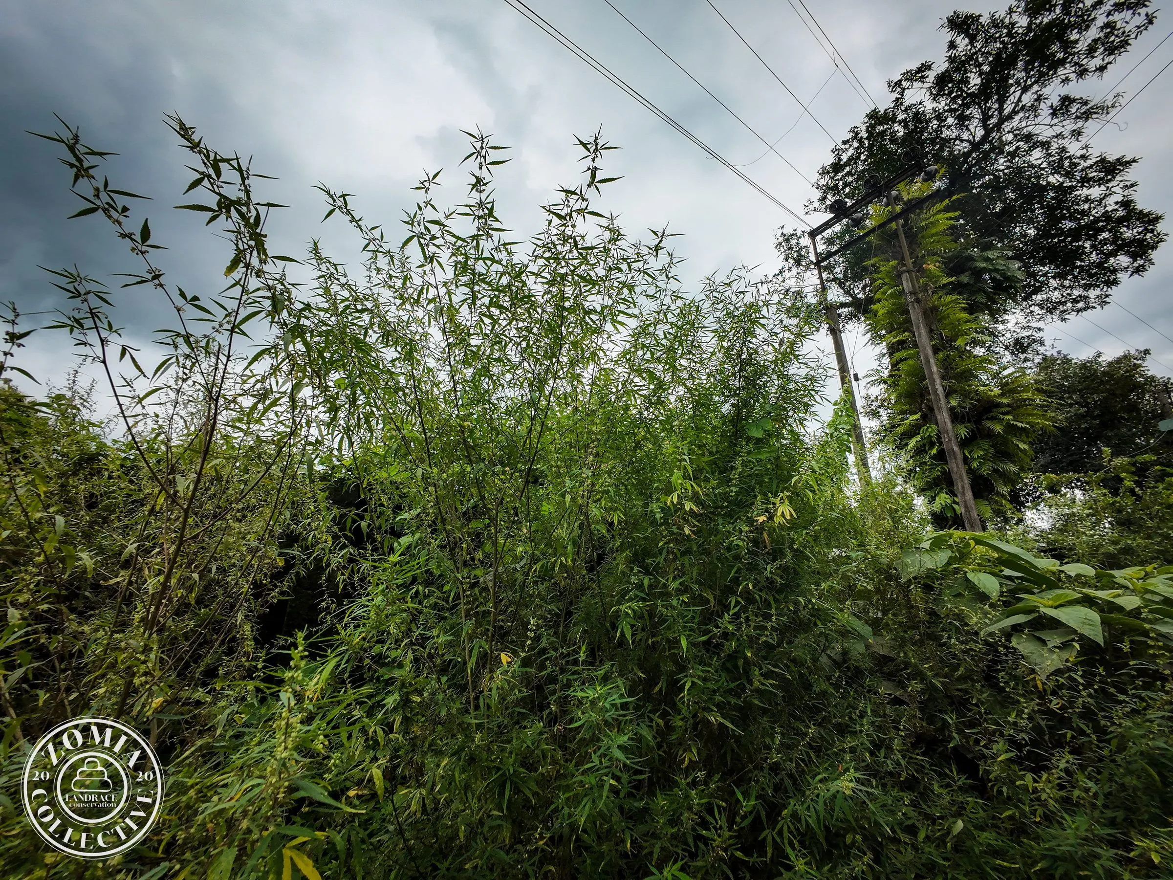 Nagrakata feral cannabis