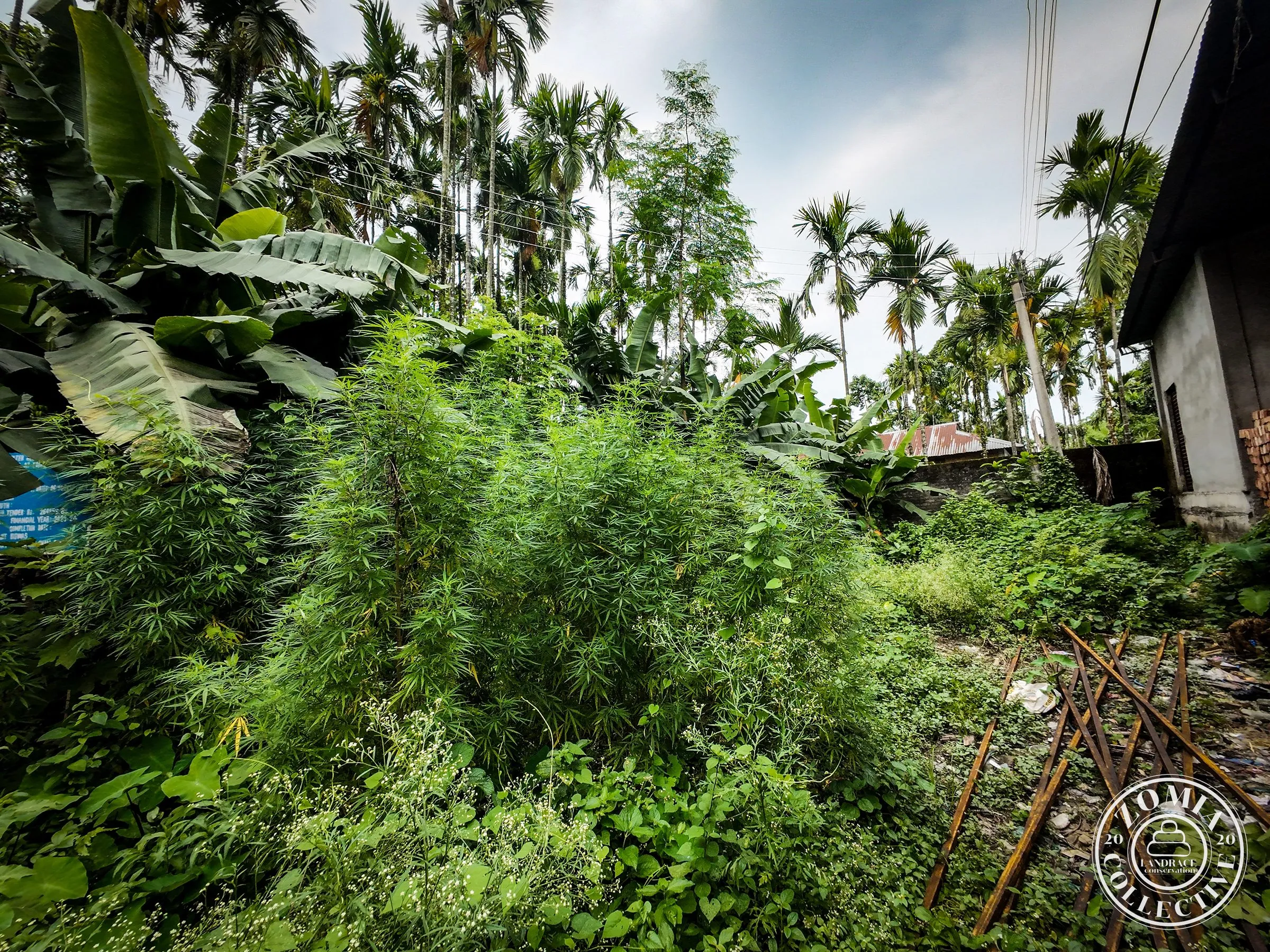 Looksan Domesticate Landrace Cannabis population