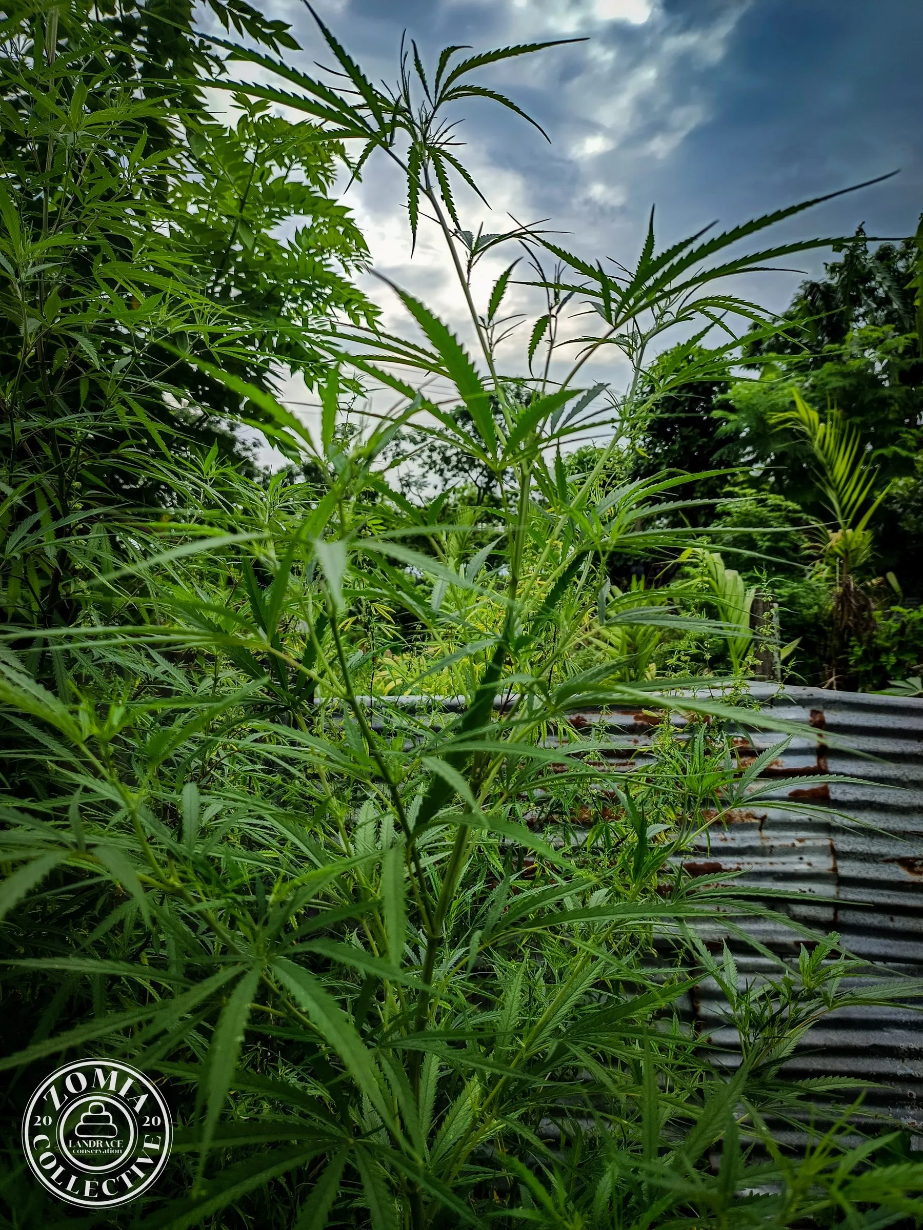 Looksan Feral and Domesticate Landrace Cannabis, growing in a mixed plot