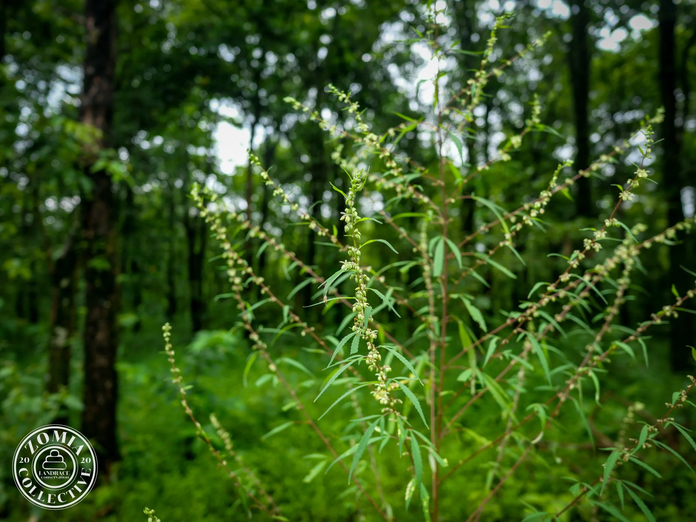 Male Chapramari Feral Cannabis Plant