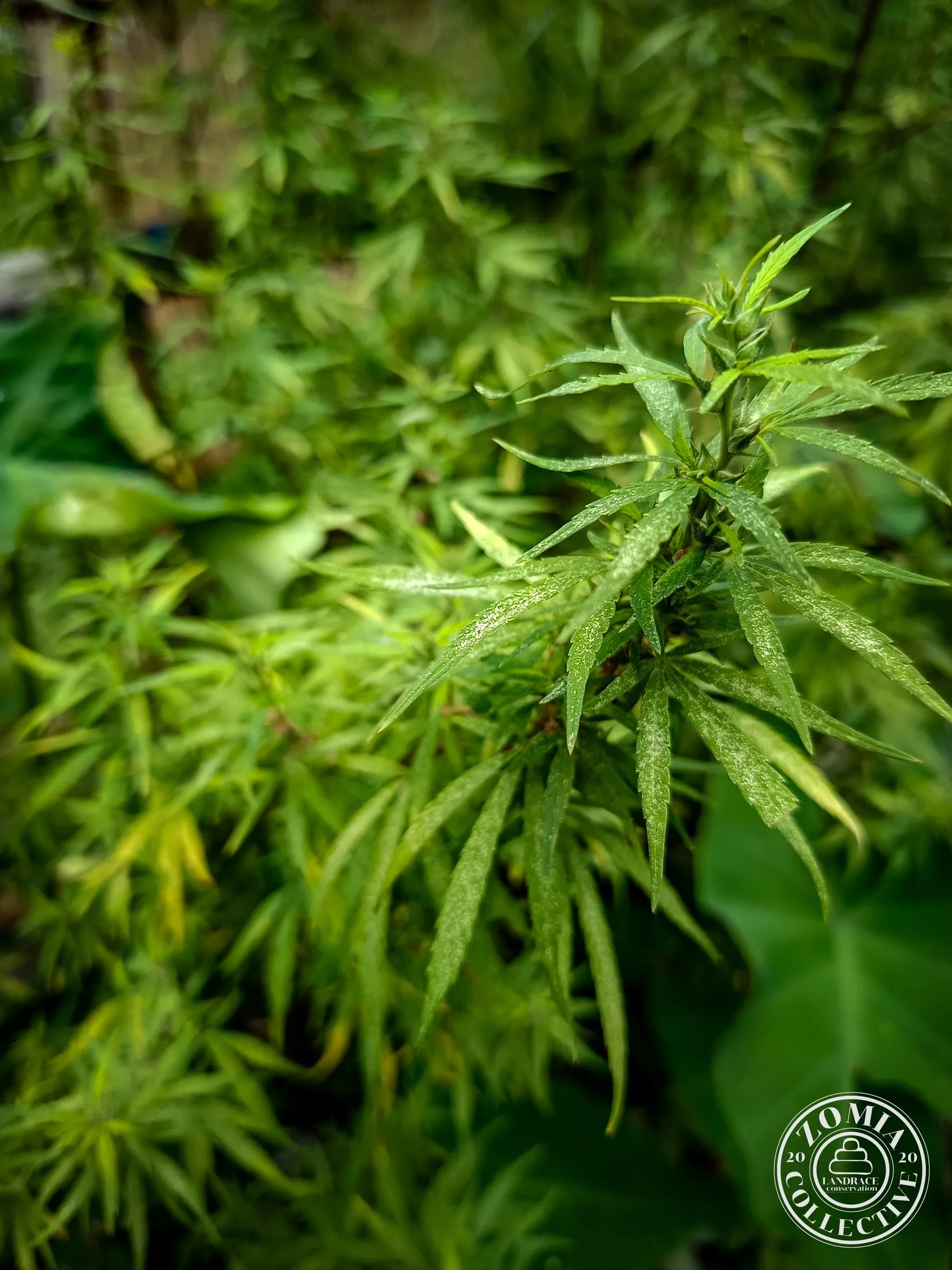 Nagrakata Feral Cannabis General Population Accession #1(https://www.zomiacollective.com/blog/hashtags/1)