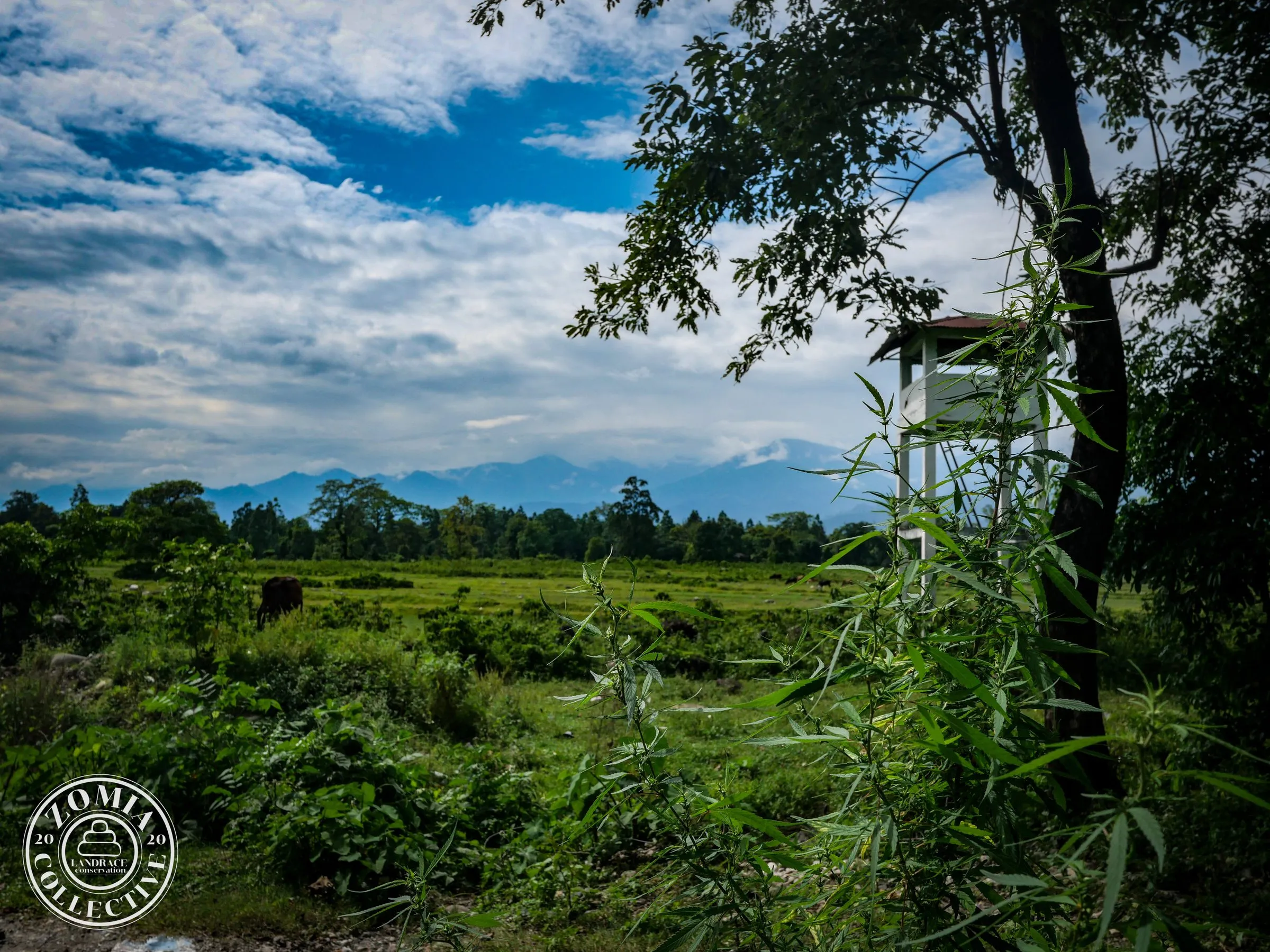 Healthy Duars-Terai forest and grasslands in Chapramari