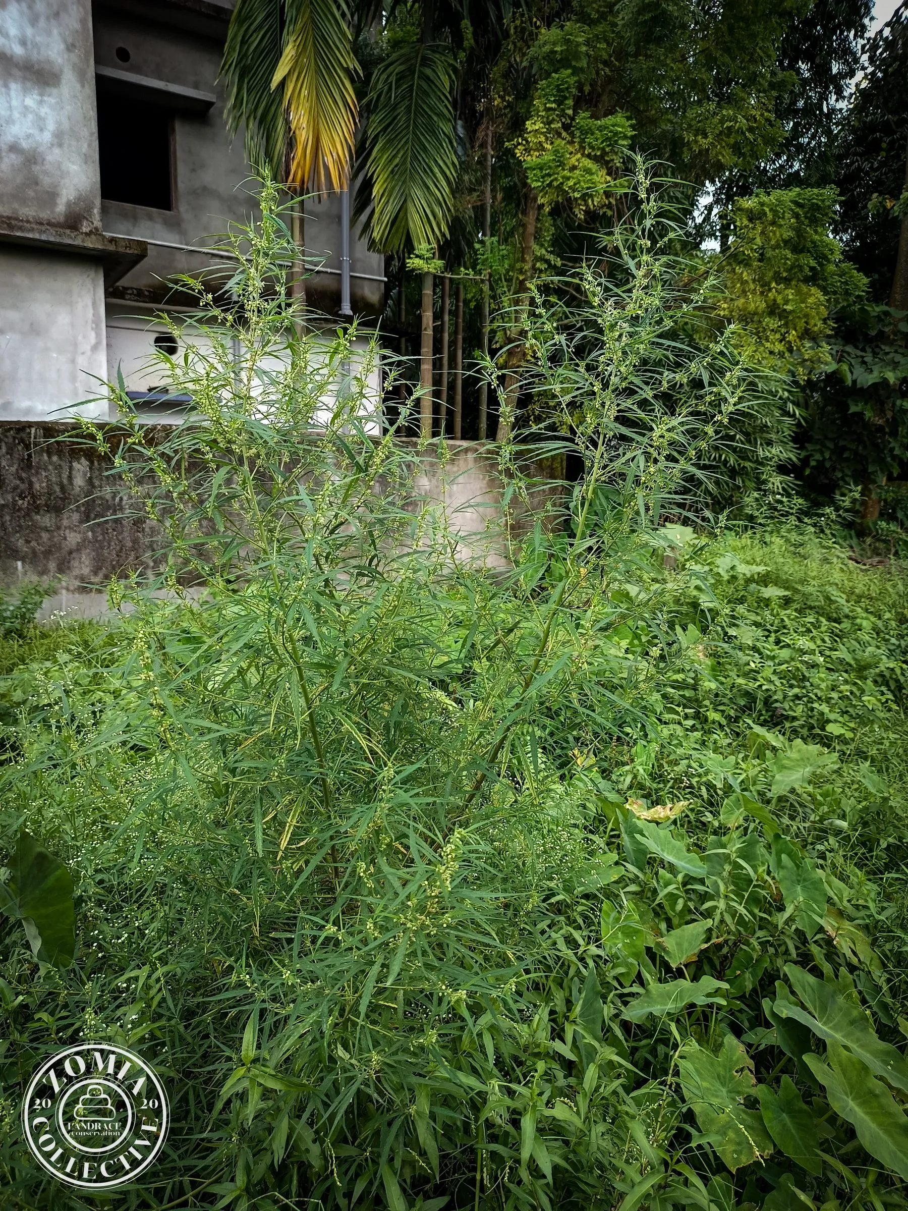 Banarhat Feral Cannabis
