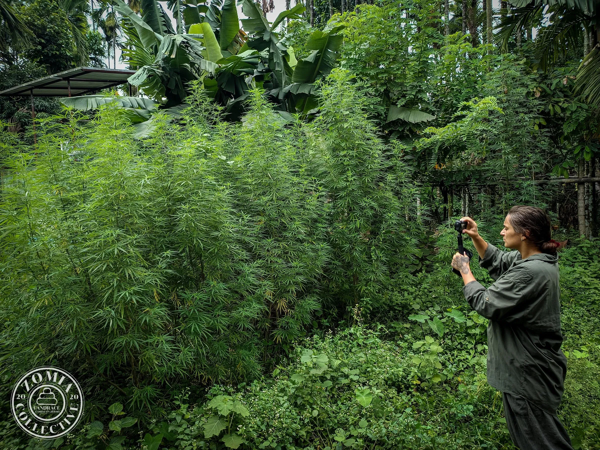 Looksan DOmesticate Landrace Cannabis