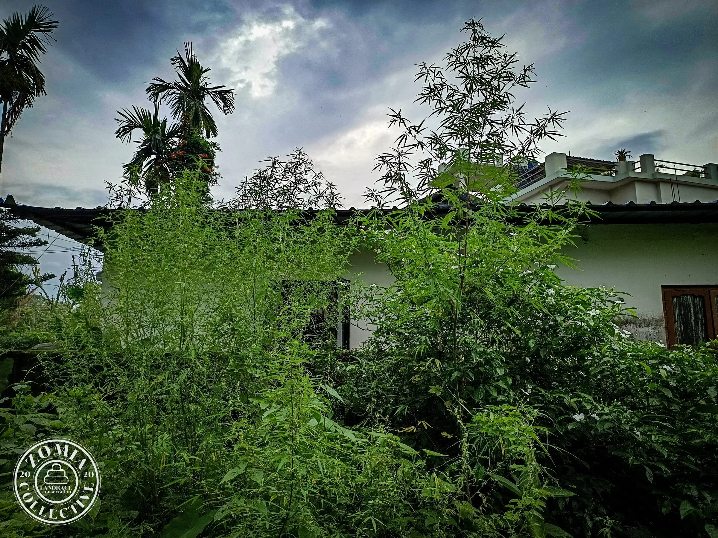 Mixed patch of feral and domesticate landrace Cannabis in Banarhat