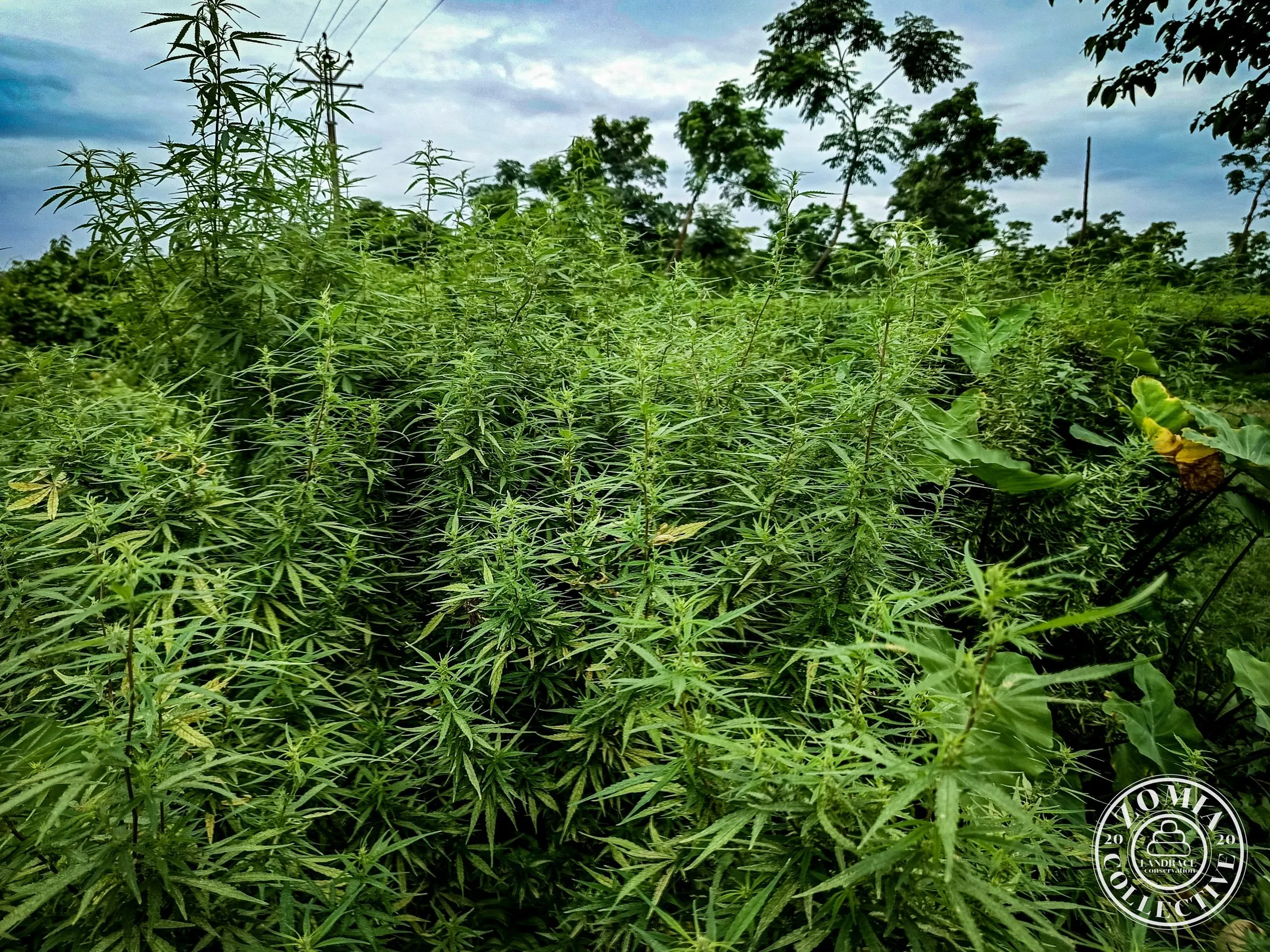 Deana Feral Cannabis General Population Accession #1(https://www.zomiacollective.com/blog/hashtags/1)