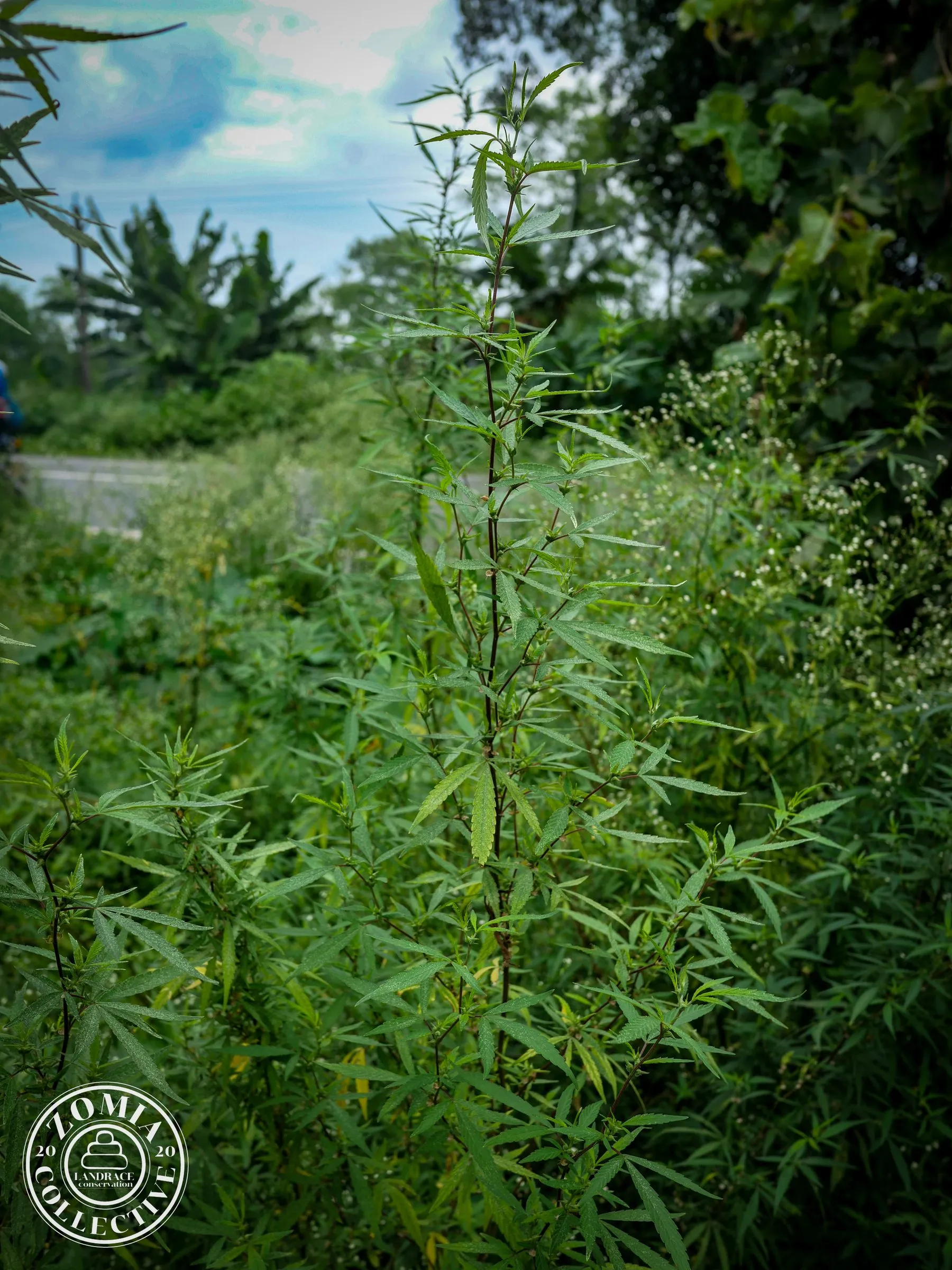 Mal Bazaar Feral Cannabis General Population Accession #1(https://www.zomiacollective.com/blog/hashtags/1) Female Plant