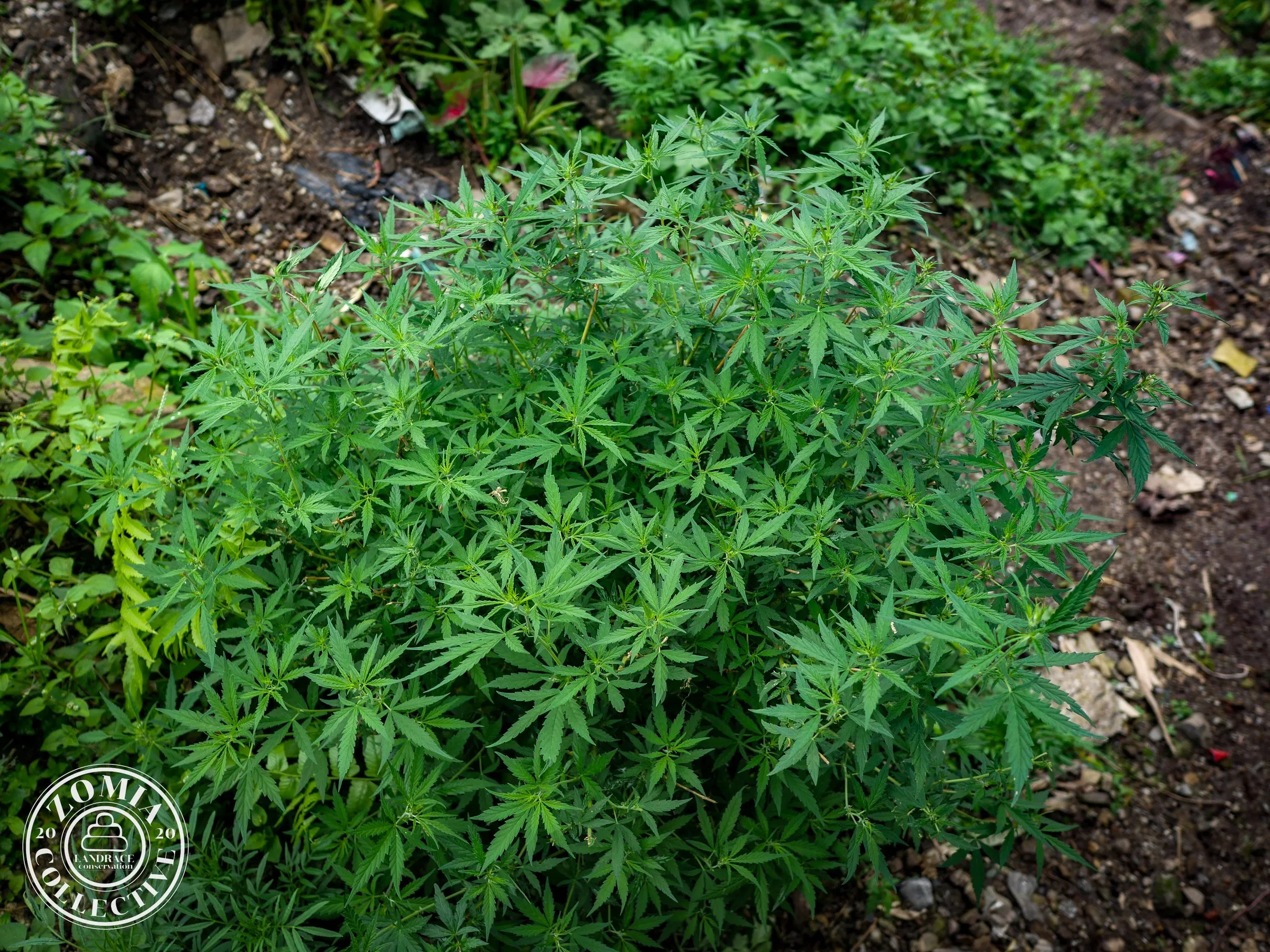 Paren ‘shrub’ Landrace