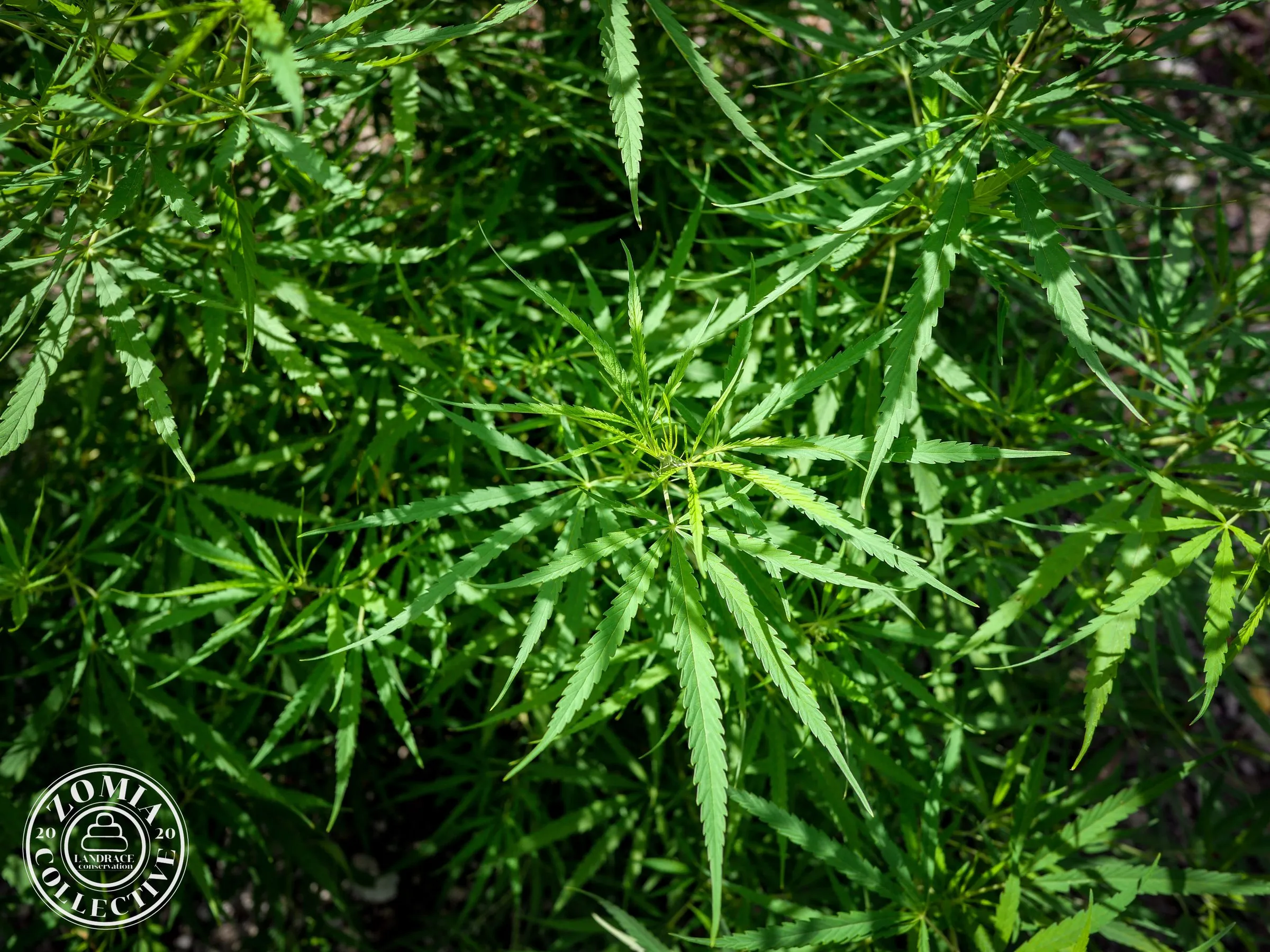 Bagrakote Domesticate Landrace Accession #1(https://www.zomiacollective.com/blog/hashtags/1)