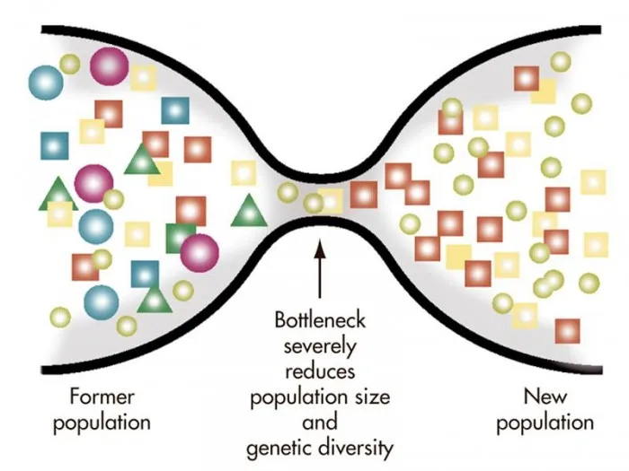 Visual representation of genetic bottlenecks