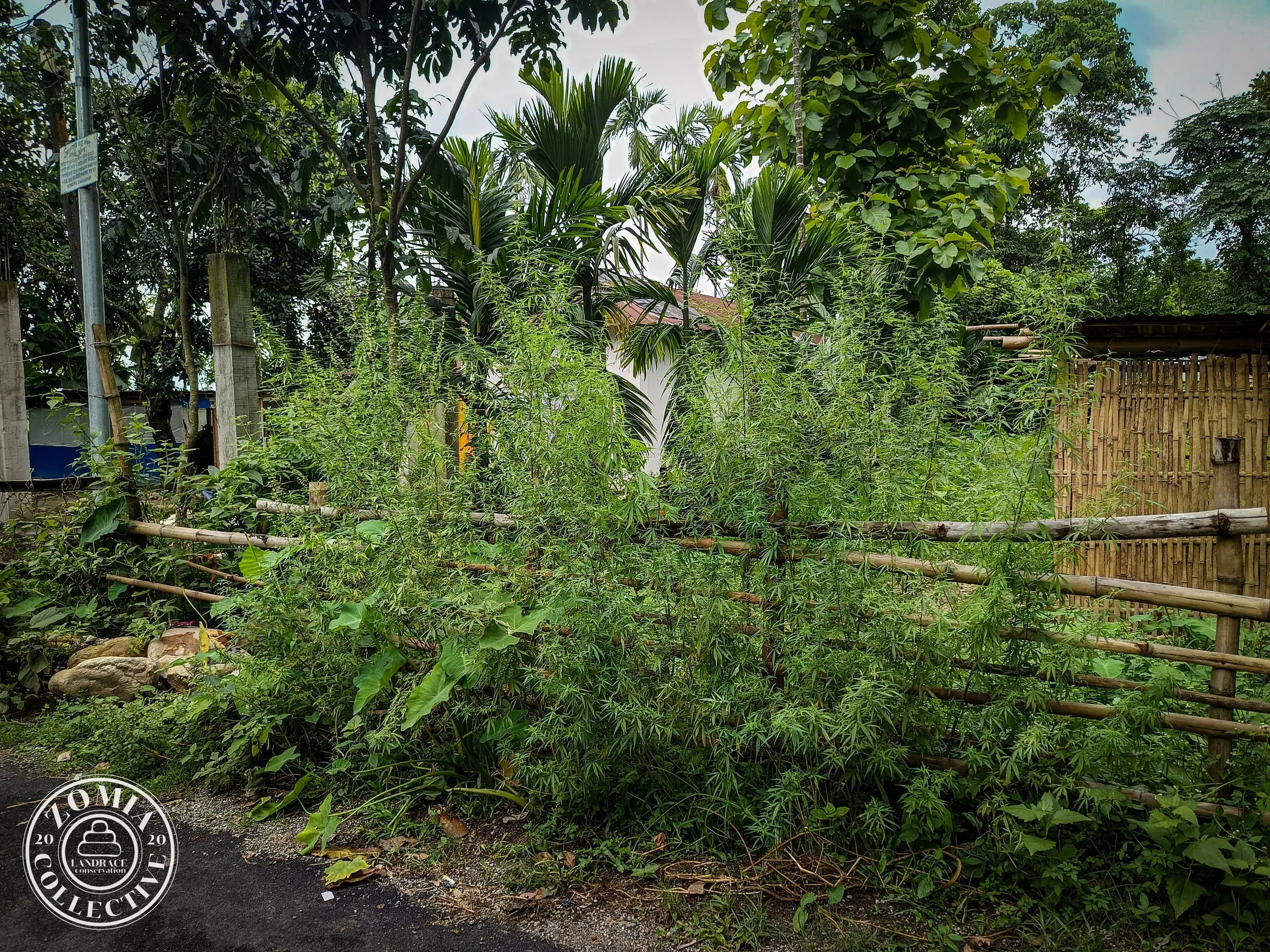 Nagrakata Feral Cannabis General Population Accession #1(https://www.zomiacollective.com/blog/hashtags/1)