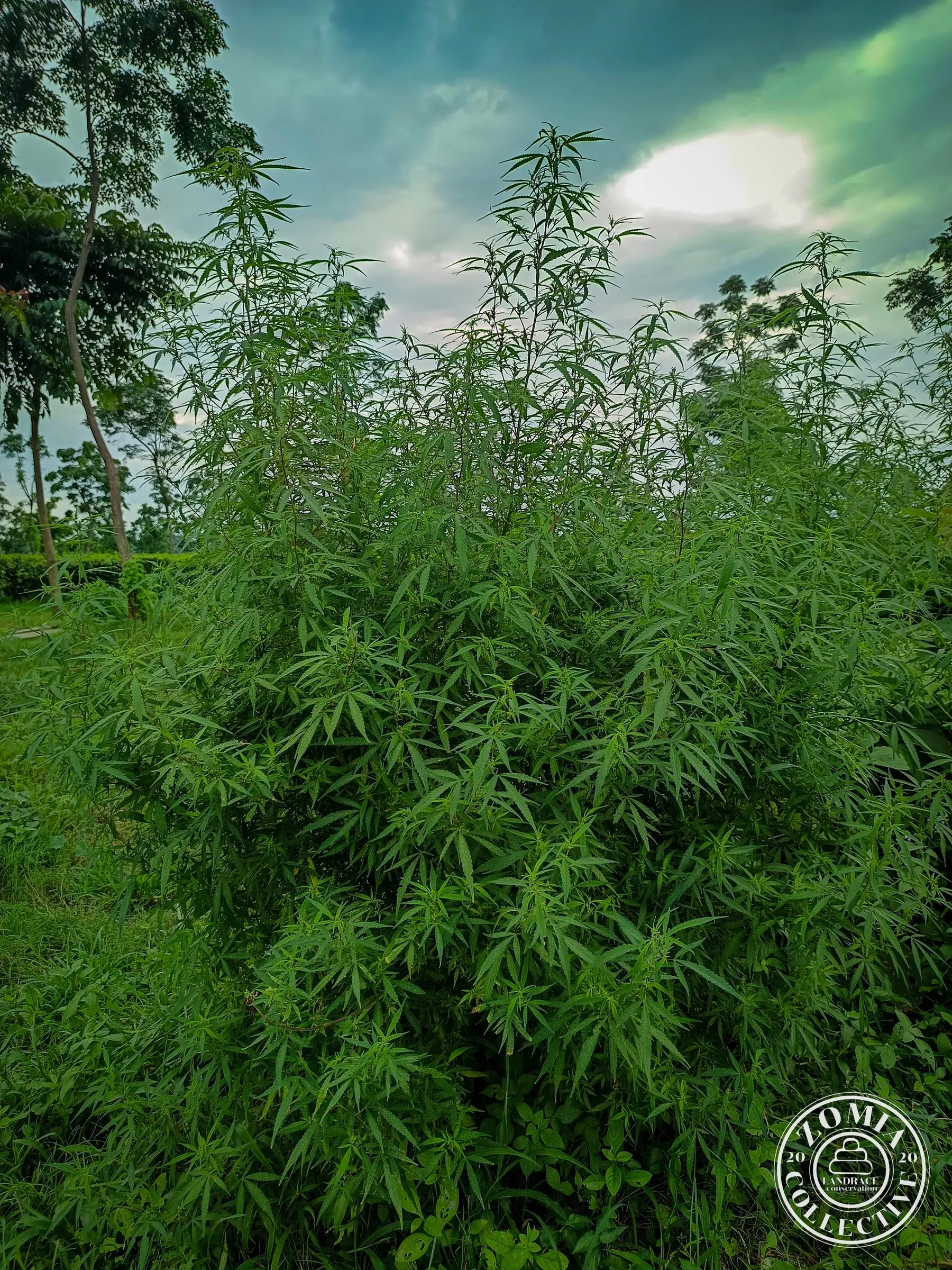 Deana Feral Cannabis General Population Accession #1(https://www.zomiacollective.com/blog/hashtags/1)