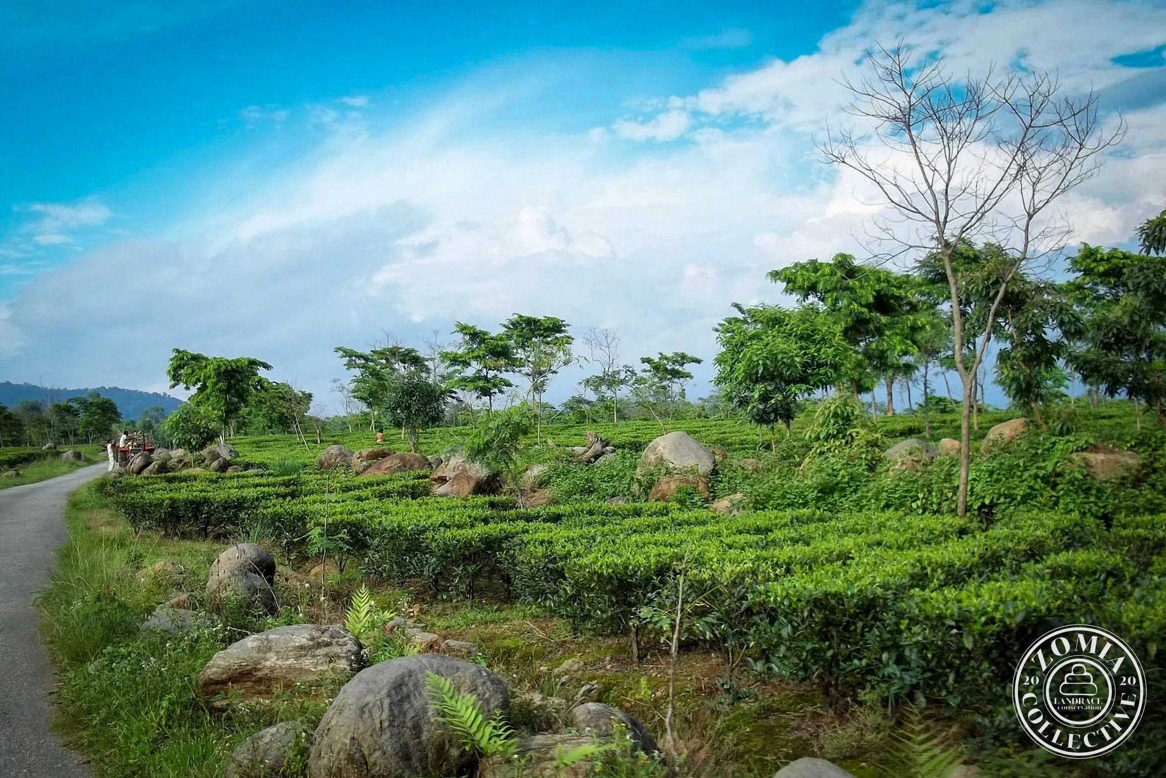 Nagrakata Tea Estate