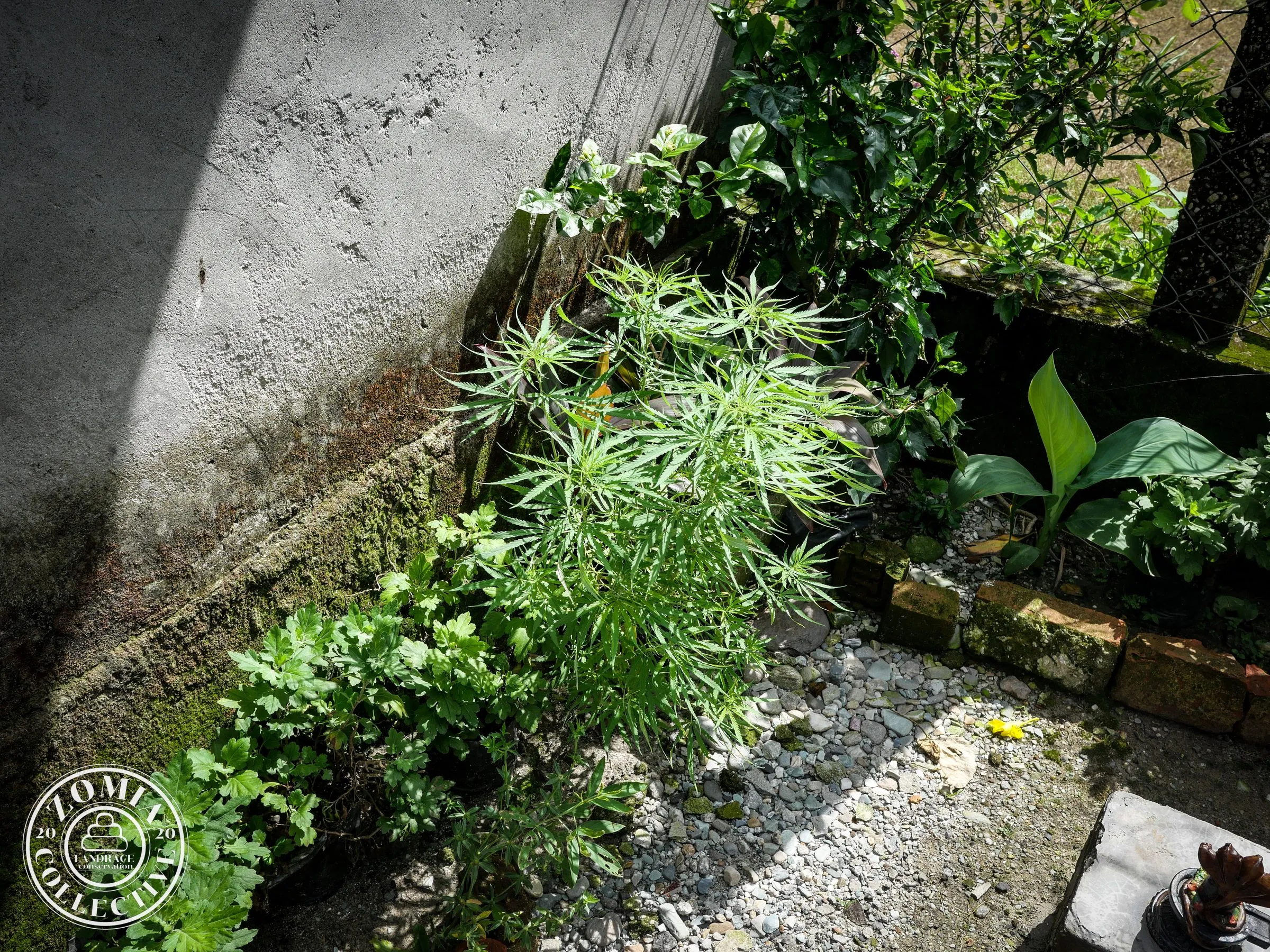 Second, smaller Washabari Landrace plant
