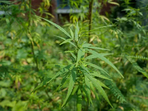 A cannabis top in early flower, narrow serrated leaflets spreading from the stem, dense green weeds all round and a red brick wall with a window blurred behind.