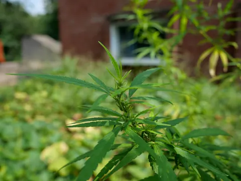 A cannabis top in the foreground, a red brick wall with a white framed window behind it and pale green weed cover filling the ground below.