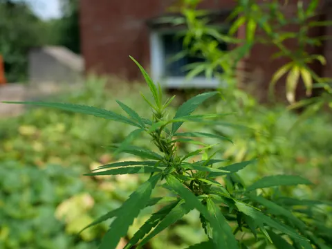 A cannabis plant in front of a brick building, a low grey structure and trees at the left, weeds filling the lower half of the frame.