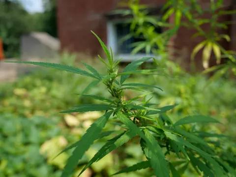 Close view of a cannabis top with broad serrated leaflets, the brick wall and its window out of focus behind.