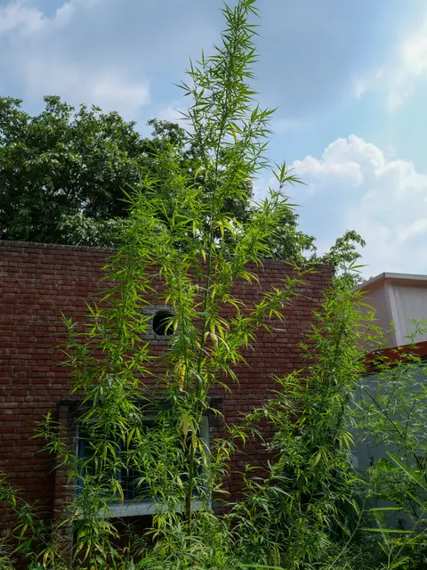 A tall thin cannabis plant rising above a red brick wall with a square vent hole and a window below it, a pale metal roofed structure to the right, blue sky and cloud above.