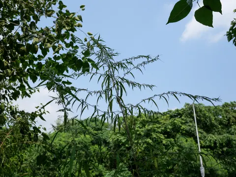 Thin arching cannabis branches carrying narrow leaves and flowering spikes against a pale blue sky, dense green scrub and trees behind and a white pole at the right.