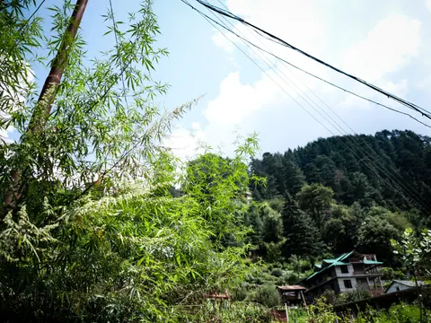 Tall cannabis plants filling the left of the frame with pale flower plumes rising through them, power lines crossing a bright sky, a conifer ridge to the right and a house with a green corrugated roof and wooden balconies below.