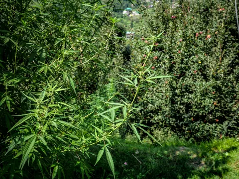 Cannabis branches in early flower filling the left of the frame, an apple tree heavy with red fruit close behind and rough grass below.