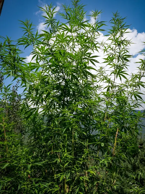 A thicket of tall cannabis plants photographed from below, green palmate leaves filling most of the frame against a blue sky with white cloud, a forested slope behind.