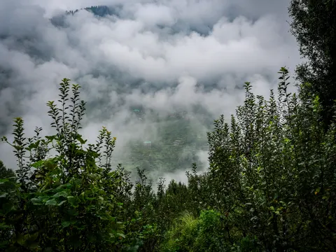 A valley filled with low cloud, a forested ridge above it and a few houses with metal roofs visible through the gaps on the far slope, young apple trees across the foreground.
