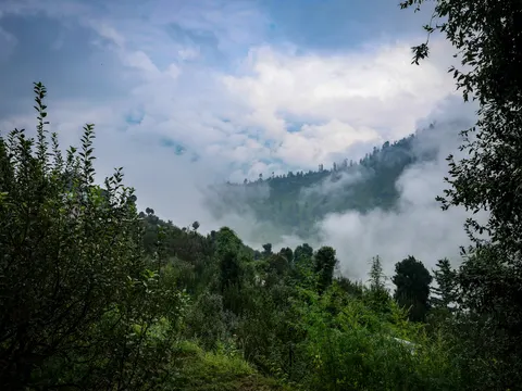 A forested ridge half hidden by cloud, apple trees framing the view on the left and a leafy branch hanging in at the upper right, dense green scrub below.