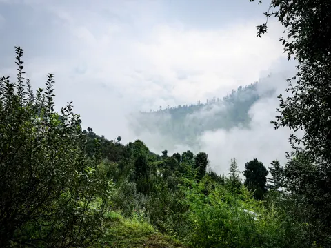 A ridge of conifers with cloud lifting from it, apple trees at the left, a branch across the upper right corner and scrub and grass in the foreground.