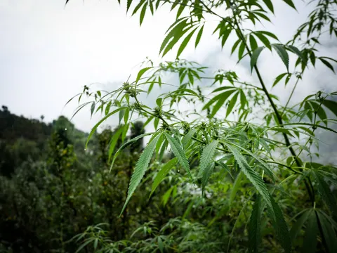 Cannabis branches heavy with rain drops against a white sky, small green flower clusters set where the leaves join the stem and an apple orchard out of focus below.