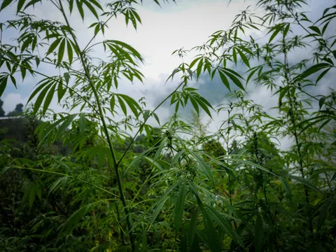 Thin cannabis stems and spreading leaves against a bank of white cloud, more plants and scrub filling the lower part of the frame.