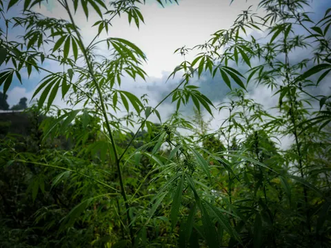 Tall cannabis plants growing against a cloudy sky on a forested hillside.
