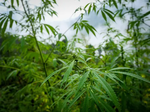 A cannabis top with small green flower clusters and water drops on the leaves, other plants soft behind it and cloud filling the background.