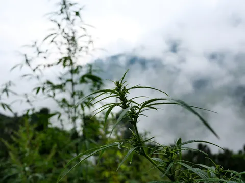 A cannabis top in sharp focus with flower clusters forming and rain drops hanging from the leaves, a taller plant blurred at the left and a wall of white cloud behind.
