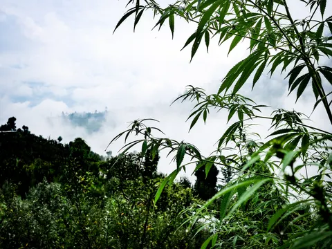 Cannabis branches reaching in from the right against a pale sky, an orchard and scrub on the slope below at the left and thick cloud lying across the valley behind.