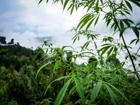 A cannabis branch with water drops along its leaves and small green flower clusters at the nodes, scrub below and cloud filling the background.