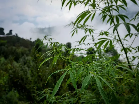 A wet cannabis branch across the middle of the frame, tips of other plants around it, a low wall and roof on the ridge at the left and cloud behind.