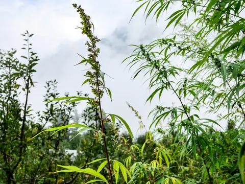 A slender plant with a dark red stem and a long drooping spike of small greenish flowers in the centre of the frame, narrow serrated cannabis leaves along the stem, other cannabis plants at the right and cloud behind.