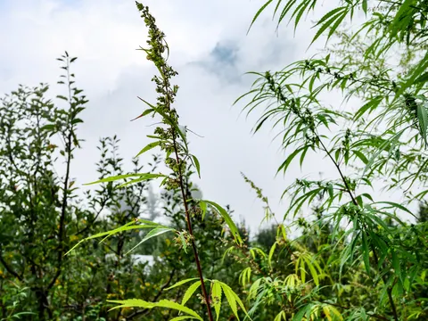 The dark stemmed plant with its long flower spike, narrow leaves at intervals along it, apple scrub at the left and cannabis at the right against a white sky.