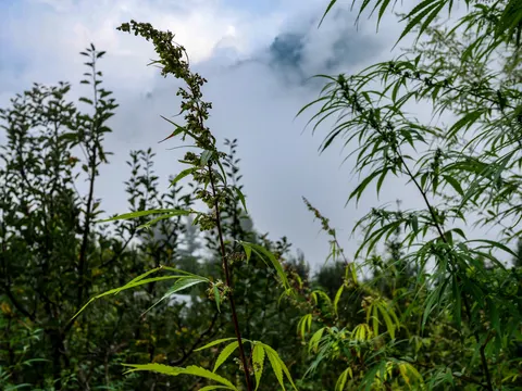 The dark stemmed flowering plant in the centre against a bank of grey cloud rolling over the ridge, cannabis plants filling the right of the frame.