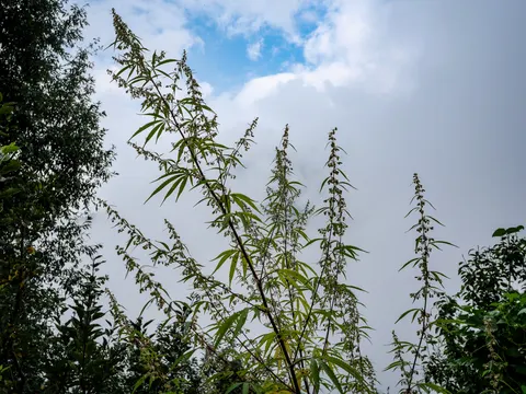 Four or five tall slender plants seen from below against cloud with a patch of blue, each carrying a long open spike of small pale flowers, broadleaved trees at the edges of the frame.