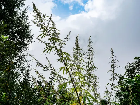 Tall slender cannabis plants against a bright sky with a break of blue, long open flower spikes on each, apple foliage at the left and scrub at the right.